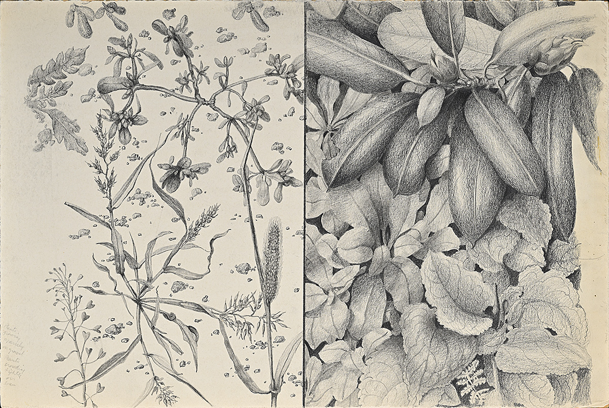 A botanical sketch of various leaves and plants.